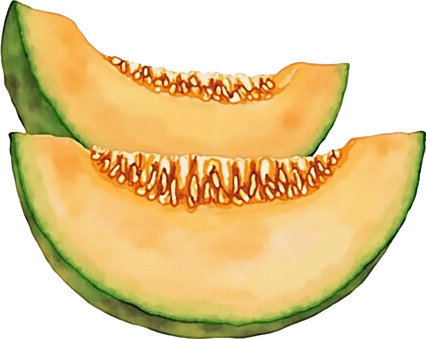 Sliced Cantaloupe Melon